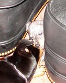 Enlarge photo 77