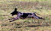 Enlarge photo 47