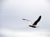 Enlarge photo 38