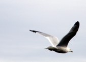Enlarge photo 37