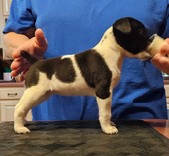 BUTTERFLIES-R-FREE Litter