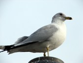 Enlarge photo 139