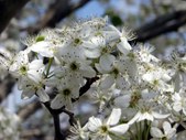 Enlarge photo 63
