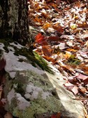 Enlarge photo 76