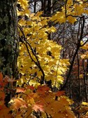 Enlarge photo 68