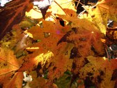 Enlarge photo 65