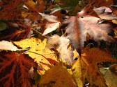 Enlarge photo 64