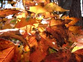 Enlarge photo 63