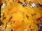Enlarge photo 62
