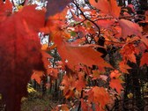 Enlarge photo 59