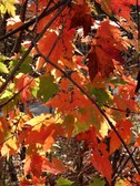 Enlarge photo 58