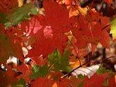 Enlarge photo 57