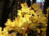 Enlarge photo 55