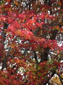 Enlarge photo 52