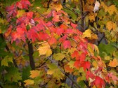 Enlarge photo 51