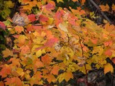 Enlarge photo 49