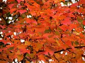 Enlarge photo 46
