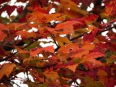 Enlarge photo 47