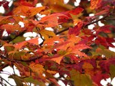 Enlarge photo 45