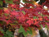 Enlarge photo 44