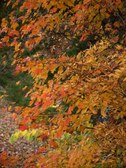 Enlarge photo 43