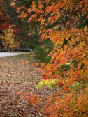 Enlarge photo 42