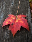 Enlarge photo 41