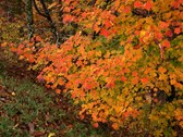 Enlarge photo 40
