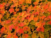 Enlarge photo 39