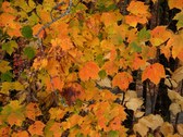 Enlarge photo 38