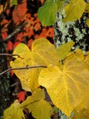 Enlarge photo 37