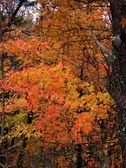 Enlarge photo 36