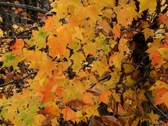 Enlarge photo 35