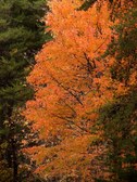 Enlarge photo 34