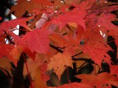 Enlarge photo 31