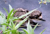 Enlarge photo 29