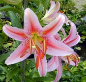 Enlarge photo 18