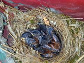 Enlarge photo 22