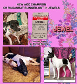 AKC CH RAGANRAT BLINGED-OUT IN JEWELS