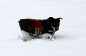 Enlarge photo 118