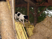 Enlarge photo 121