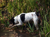 Enlarge photo 129