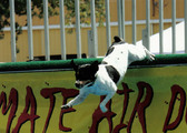 Enlarge photo 136