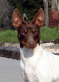 GRCH RaganRat Brandy UR A Fine Girl