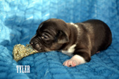 Enlarge photo 64
