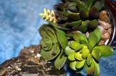 Enlarge photo 81