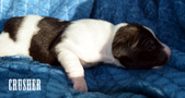 Enlarge photo 39