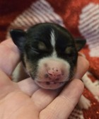 The V-DAY of LOVE Litter