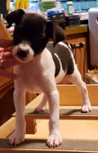 PUPPIES@MYSTHAVEN -Jazz/Phineas