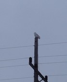Enlarge photo 121